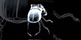 #3d #3dart #zbrush #art #design #artist #animals #insects #pets #designer #zbrush #reels #render