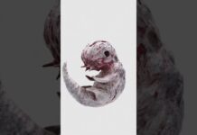 #zbrush #creature #creaturedesign #blender #entity