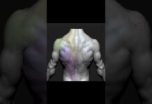 Torso anatomy timelapse from sphere #zbrush #3d #3danimation #3dart #tutorial #timelapse #animation
