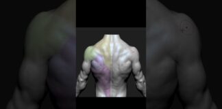 Torso anatomy timelapse from sphere #zbrush #3d #3danimation #3dart #tutorial #timelapse #animation