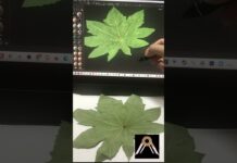 Tree Leaf with Adobe Substance 3D Sampler and ZBrush #shorts