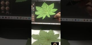 Tree Leaf with Adobe Substance 3D Sampler and ZBrush #shorts