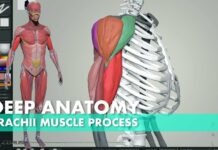Deep Anatomy build muscle process with zbrush