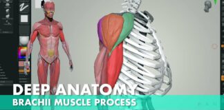 Deep Anatomy build muscle process with zbrush