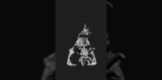 3D Modeling | com4_0171 |  Zbrush Timelapse | #zbrush  #3dmodeling #3d #character  #creature #shorts