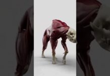 3D Realistic haina modeling | 3D Animation | Modeling Animation | 3d animal | zbrush modeling | 3D