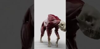 3D Realistic haina modeling | 3D Animation | Modeling Animation | 3d animal | zbrush modeling | 3D